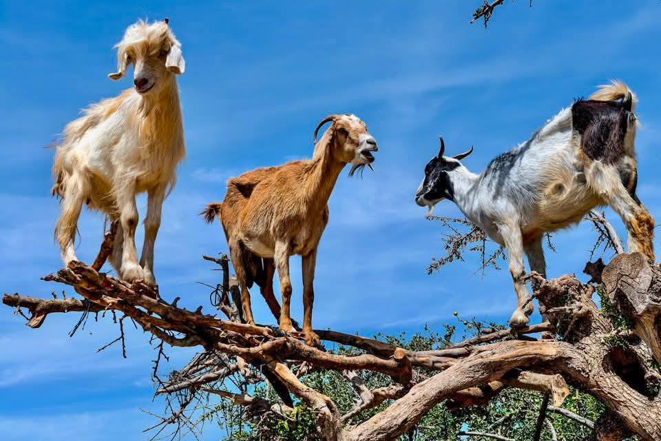 Guest gallery image 21